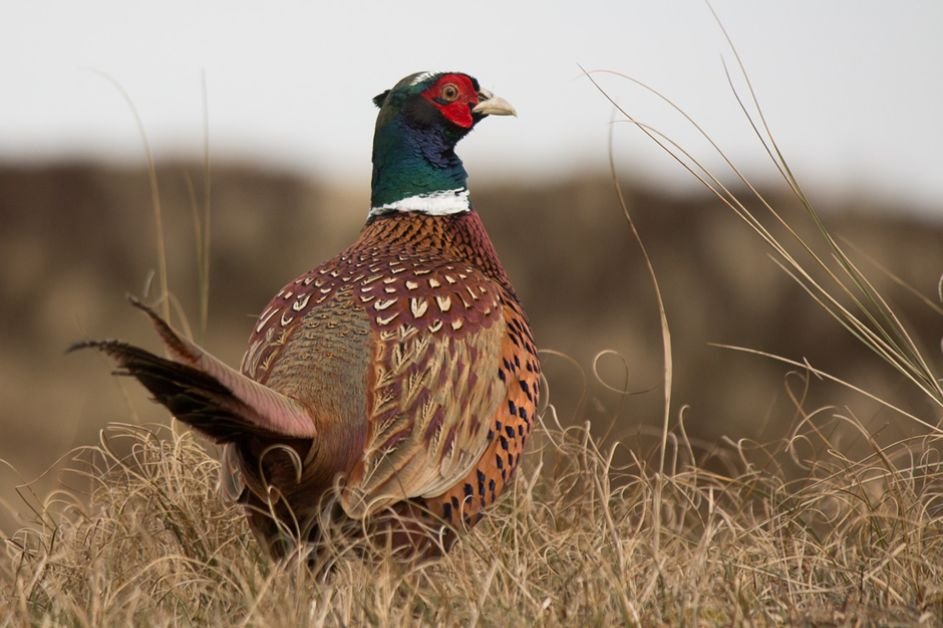 The British Obsession with Pheasants